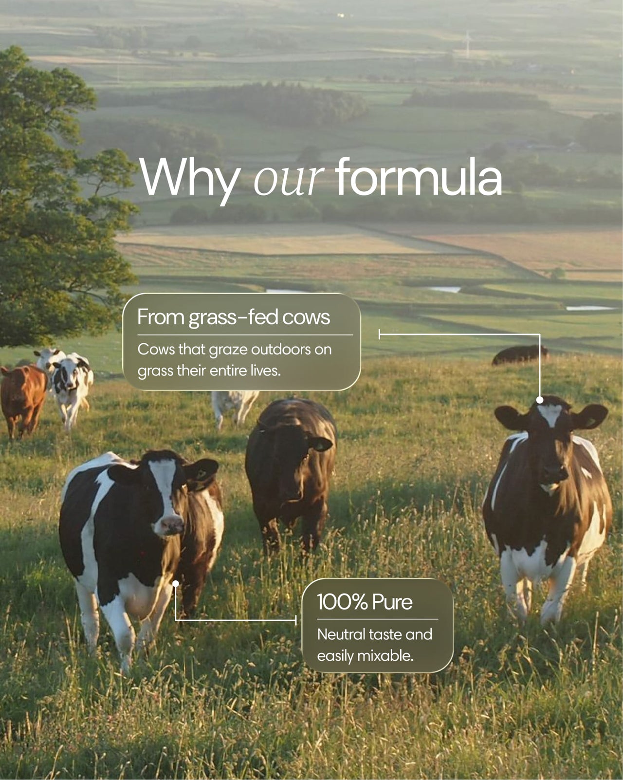 Clearly grass-fed collagen powder in a natural setting, showcasing the fine texture and packaging.