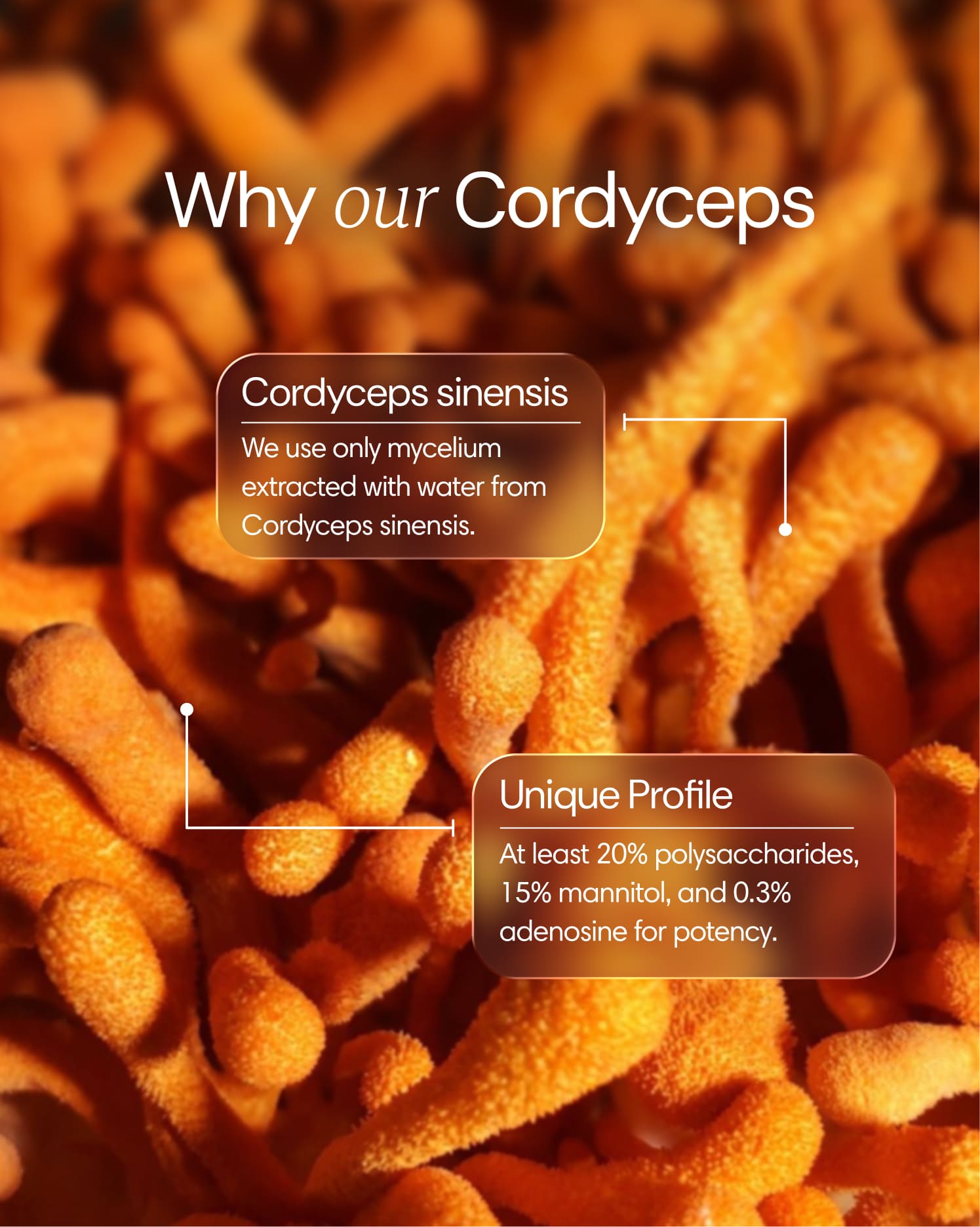 Clearly Cordyceps capsules in a bottle with the label visible, showcasing the supplement's natural ingredients.
