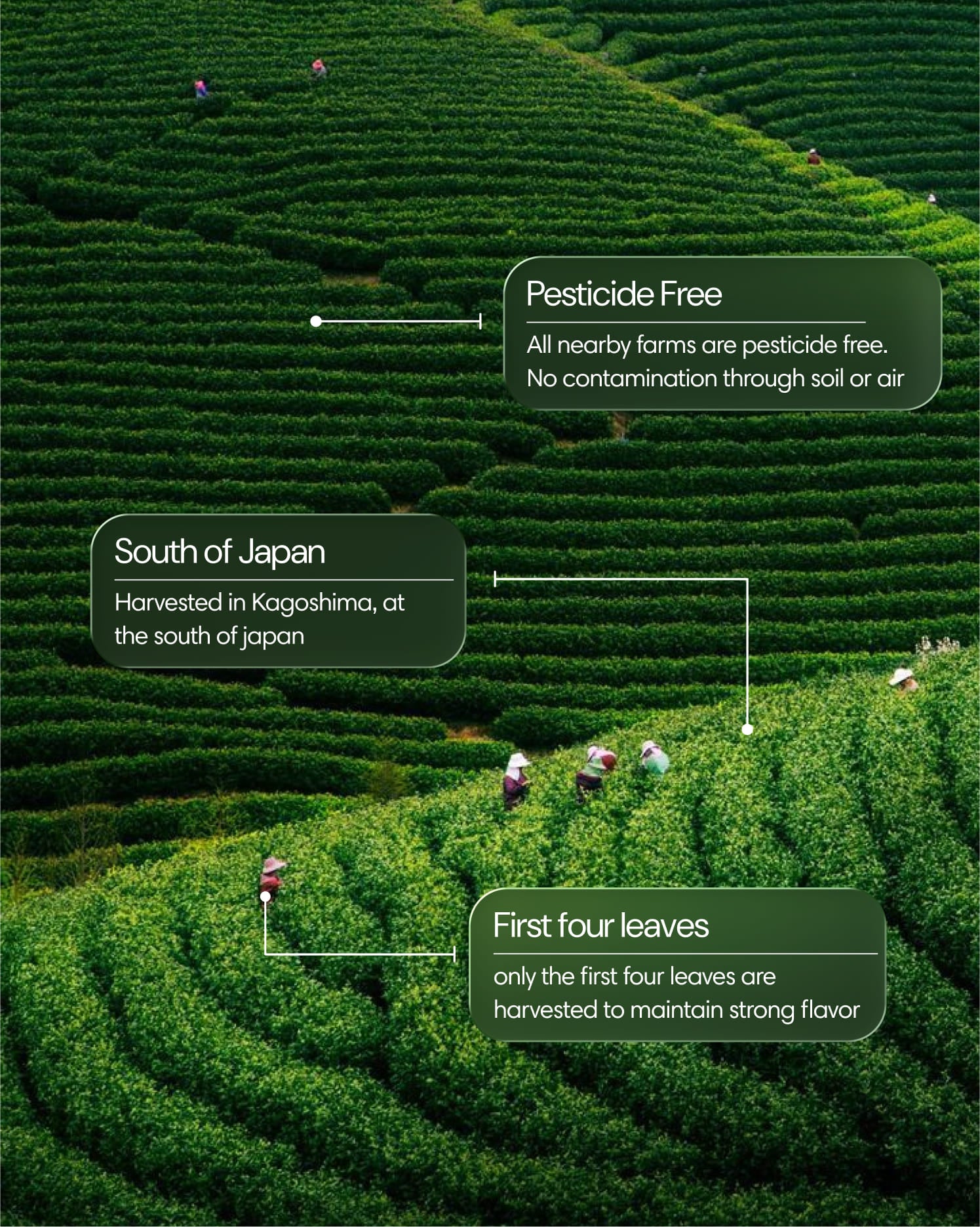 Clearly matcha powder in a green bowl with a whisk, showcasing its vibrant color and fine texture.