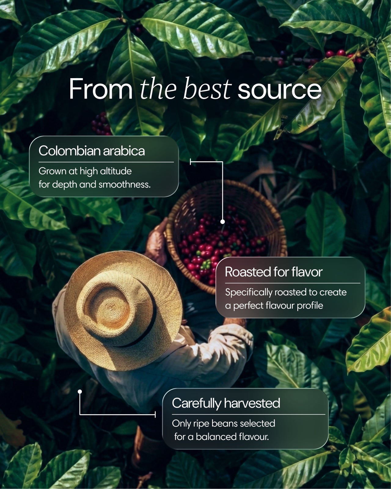  Clearly - Mushroom coffee